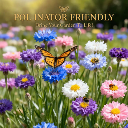 🔥Final 3 Hours 🌱Premium Cornflower Seeds🌸 Free fertilizer