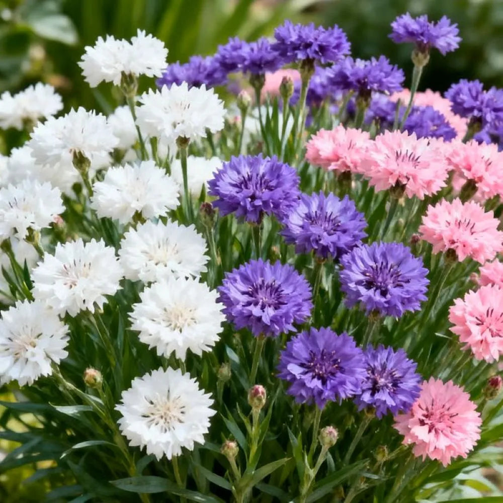 🔥Final 3 Hours 🌱Premium Cornflower Seeds🌸 Free fertilizer