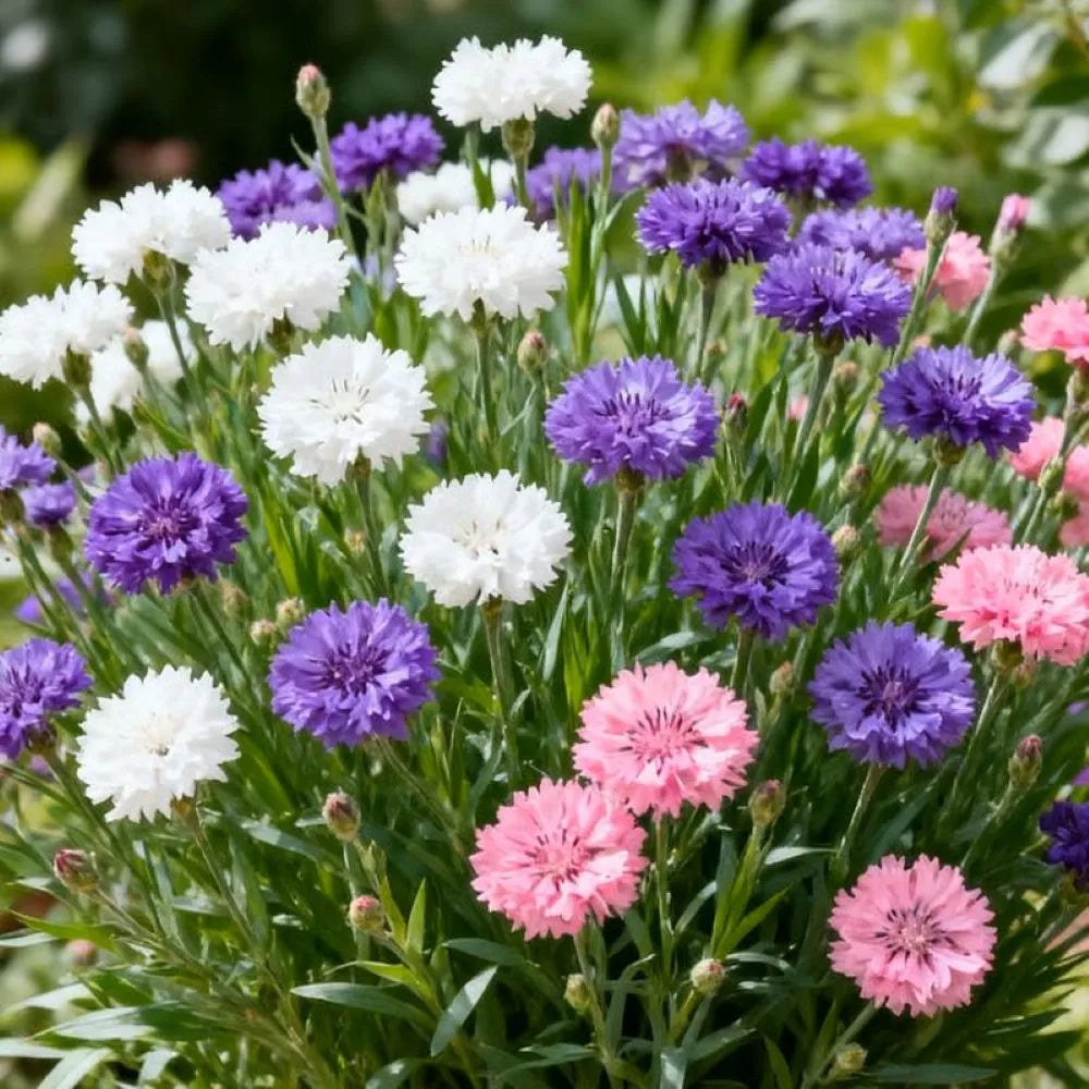 🔥Final 3 Hours 🌱Premium Cornflower Seeds🌸 Free fertilizer